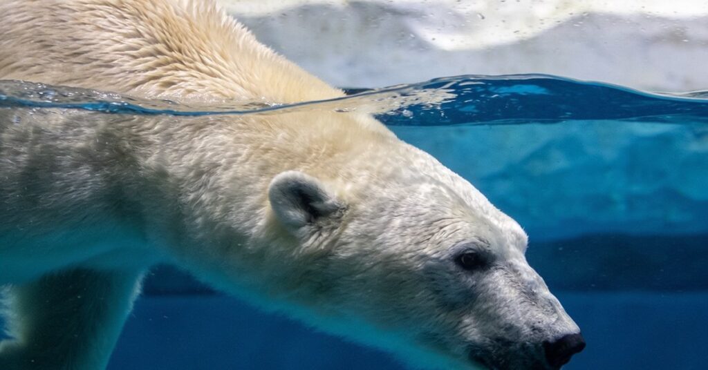 Berliner Zoo Eisbären: Alle Infos zu den beliebten Bewohnern