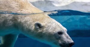 Berliner Zoo Eisbären: Alle Infos zu den beliebten Bewohnern